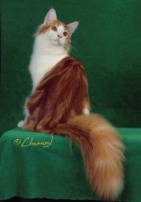tremethick maine coons