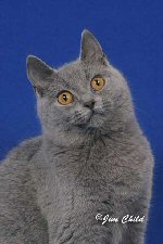 bluejeanne chartreux kitten