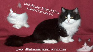 Littlebeans Munchkins banner