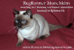 Rugrunners Munchkins banner