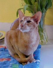 in memory of cheddar
