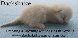 Dachskatze Munchkins banner