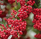 pyracantha berries