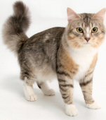dreako siberian brown & white