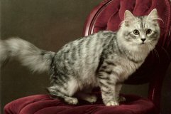 dreako siberian silver