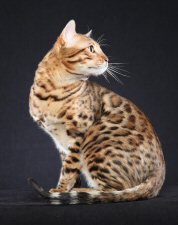 star angel bengals by helmi flick