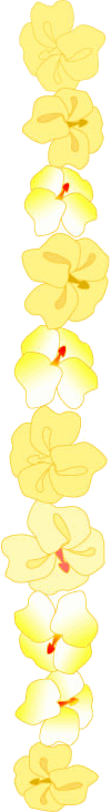 yellow orchids